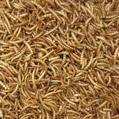 'Berry' Mealworms 1kg