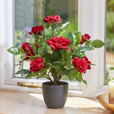 Smart Garden Regent's Roses - Ruby Red 40cm - image 1
