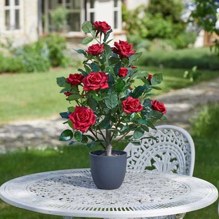 Smart Garden Regent's Roses - Ruby Red 60cm - image 1