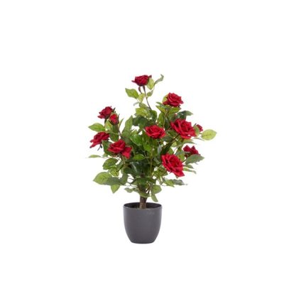 Smart Garden Regent's Roses - Ruby Red 60cm - image 2