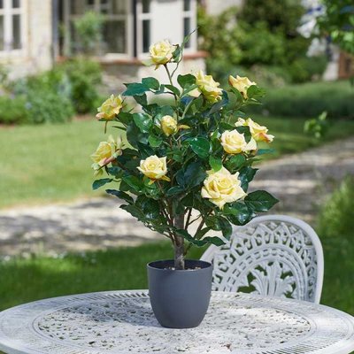 Smart Garden Regent's Roses - Sunshine Yellow 60cm - image 1