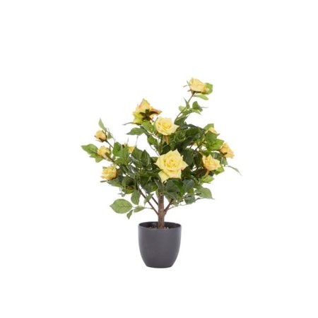 Smart Garden Regent's Roses - Sunshine Yellow 60cm - image 2